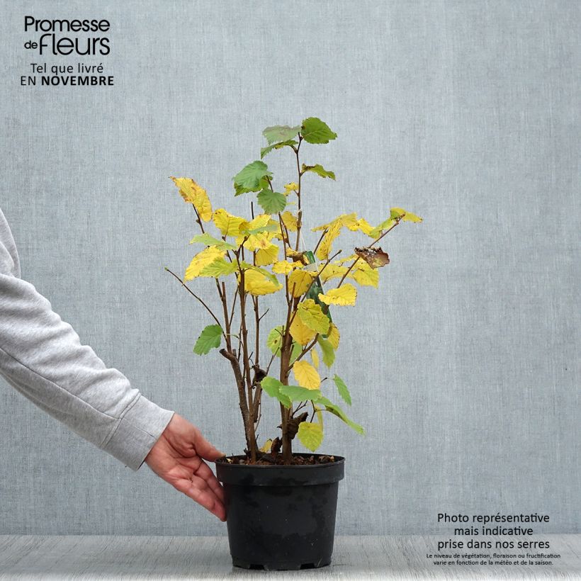 Esimerkki syksyllä toimitetusta Pähkinäpensas - Corylus avellana 2 litran/3 litran ruukku-taimesta
