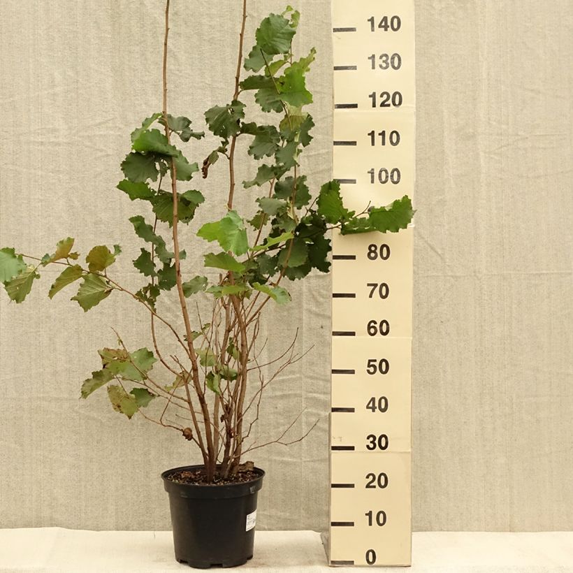 Esimerkki syksyllä toimitetusta Pähkinäpensas - Corylus avellana 7,5 litran / 10 litran ruukku-taimesta