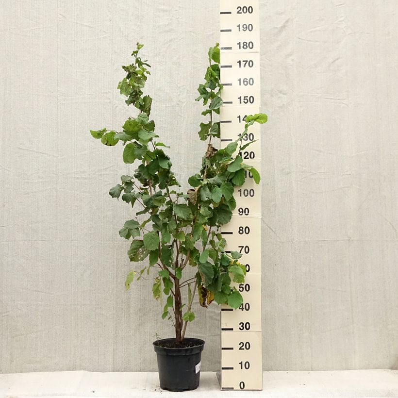 Esimerkki kesällä toimitetusta Pähkinäpensas - Corylus avellana Ruukku 7,5L / 10L-taimesta