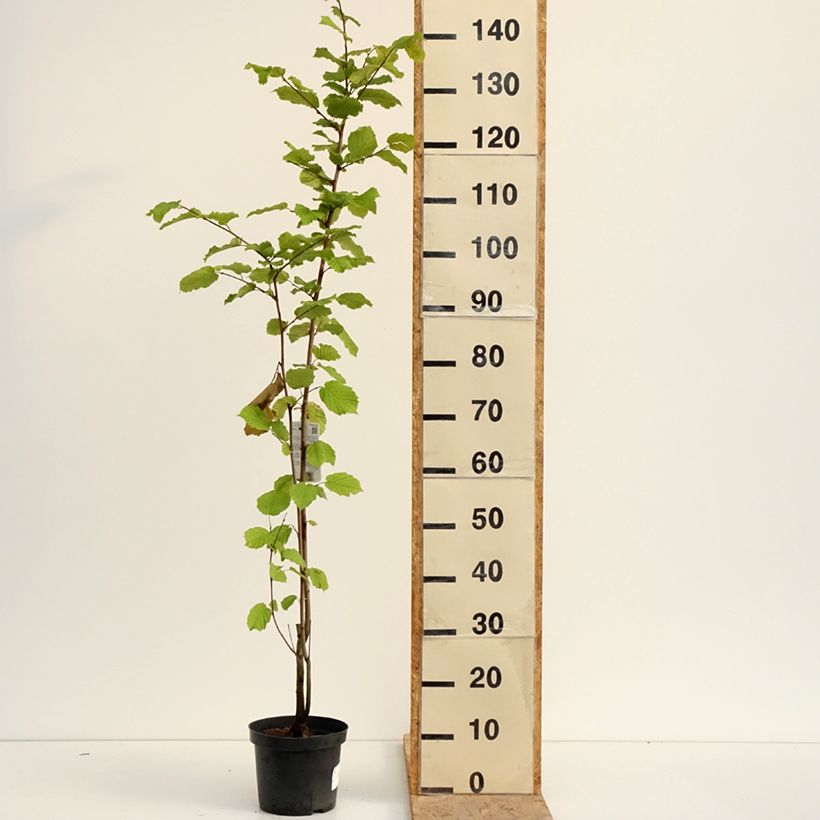 Esimerkki kesällä toimitetusta Pähkinäpensas - Corylus avellana Ruukku 2L / 3L-taimesta