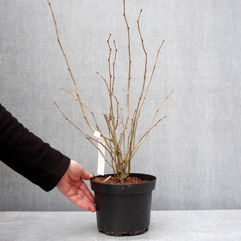 Esimerkki talvella toimitetusta Noisetier commun - Corylus avellana en racines nues Pot de 2L/3L-taimesta