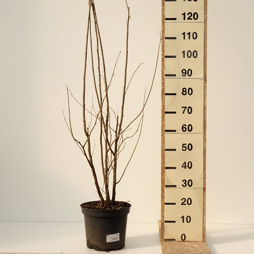 Esimerkki talvella toimitetusta Noisetier commun - Corylus avellana en racines nues Pot de 7,5L/10L-taimesta