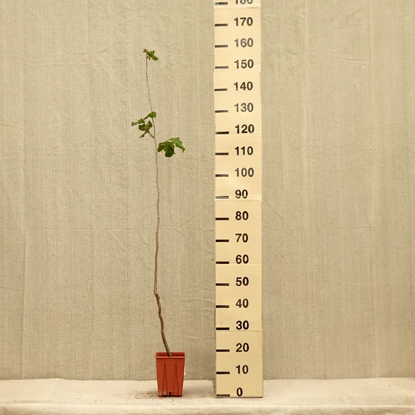 Esimerkki syksyllä toimitetusta Noisetier Tonda Gentile Romana Pot de 1,5L/2L-taimesta