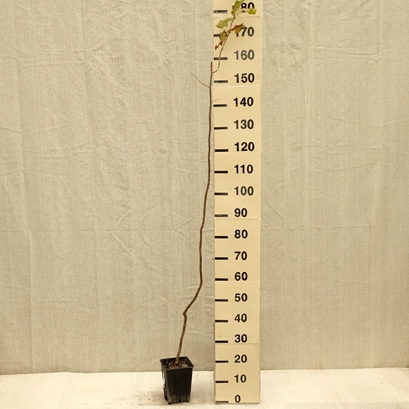 Esimerkki syksyllä toimitetusta Noisetier - Corylus avellana Tonda Gentile Trilobata Pot de 1,5L/2L-taimesta