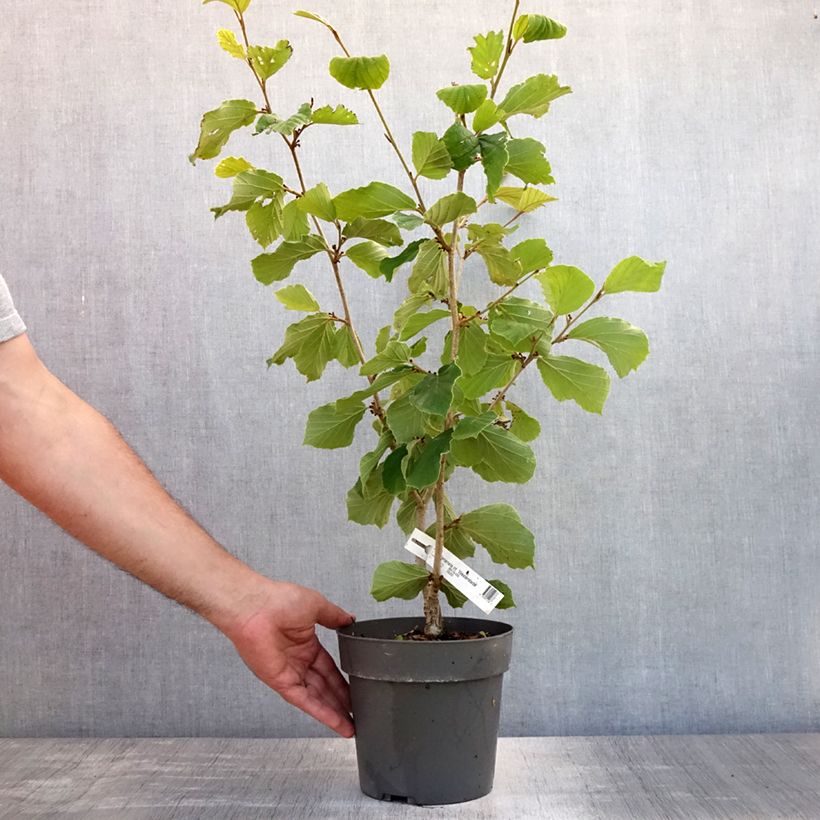 Esimerkki kesällä toimitetusta Puistotaikapähkinä Westerstede Pot de 3L/4L-taimesta