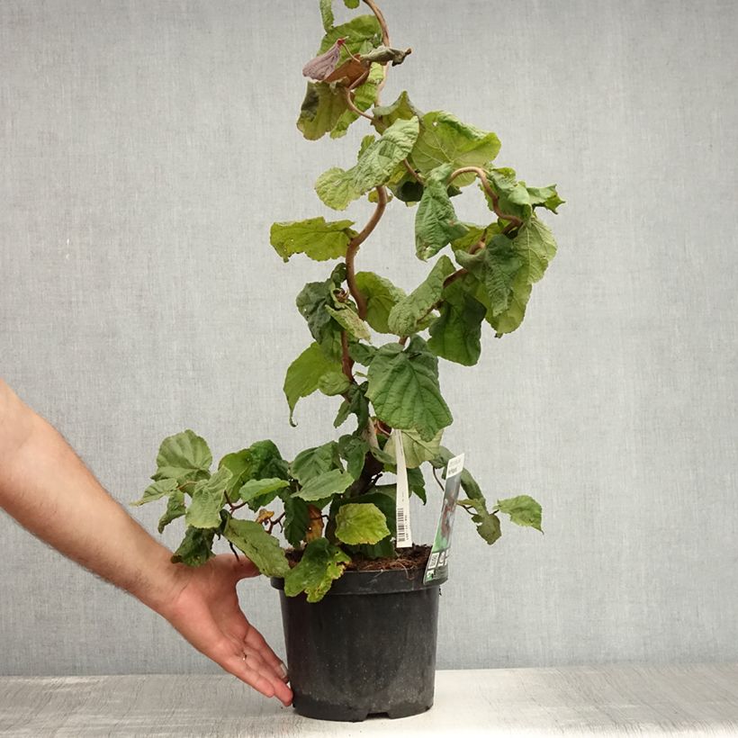 Esimerkki kesällä toimitetusta Pähkinäpensas Red Majestic Pot de 3L/4L-taimesta