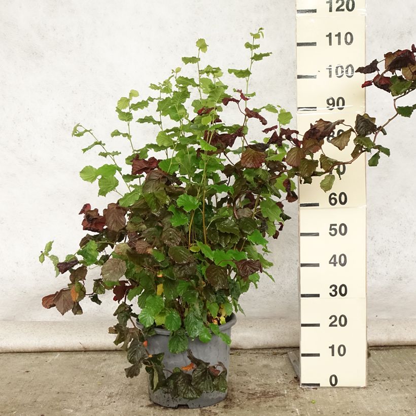Esimerkki kesällä toimitetusta Pähkinäpensas Red Majestic Pot de 12L/15L-taimesta