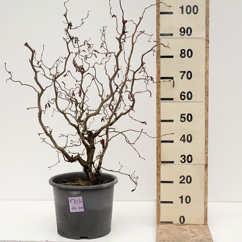 Esimerkki talvella toimitetusta Noisetier tortueux pourpre - Corylus avellana Red Majestic Pot de 12L/15L-taimesta