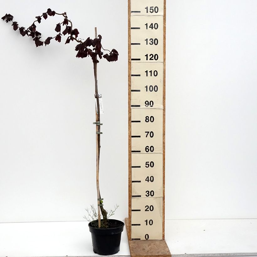 Esimerkki keväällä toimitetusta Pähkinäpensas Red Majestic Pot de 3L/4L, Tige-taimesta
