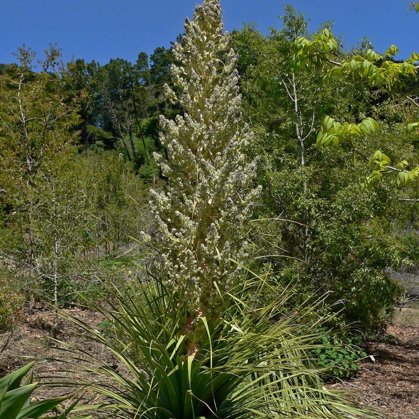 Nolina hibernica La Sibirica (Kukinta)