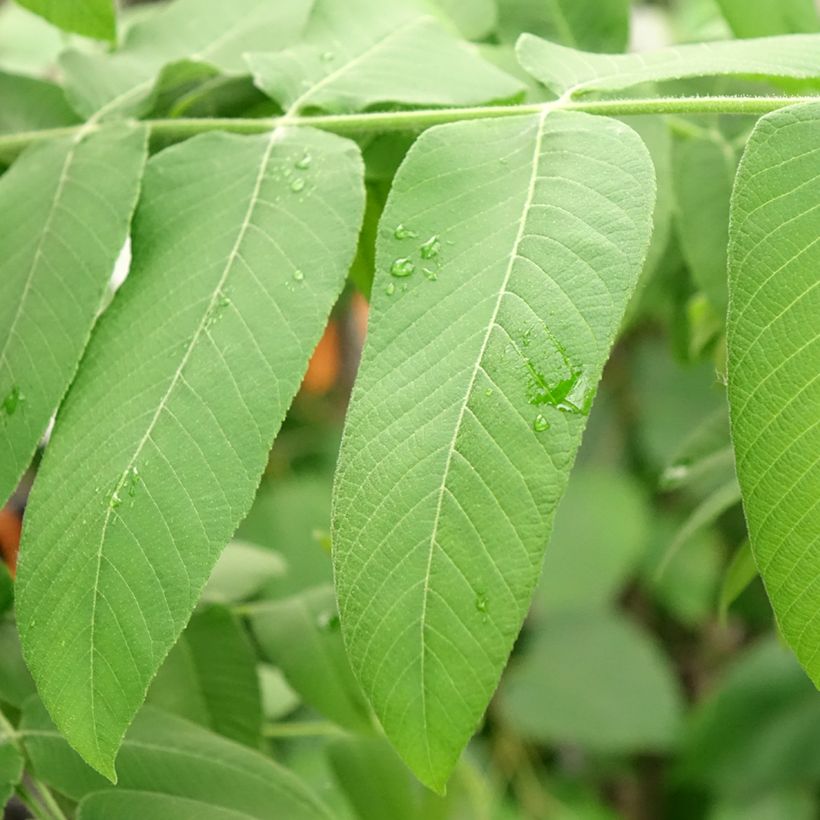 Amerikanjalopähkinä - Juglans cinerea (Lehvistö)