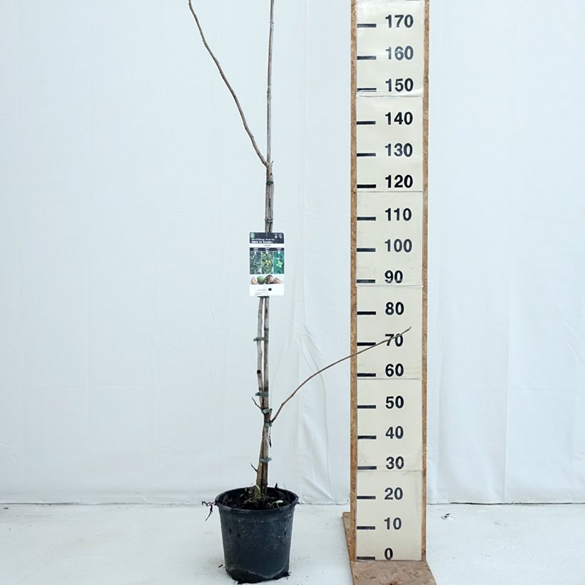 Esimerkki syksyllä toimitetusta Amerikanjalopähkinä - Juglans cinerea 7,5 litran / 10 litran ruukku-taimesta