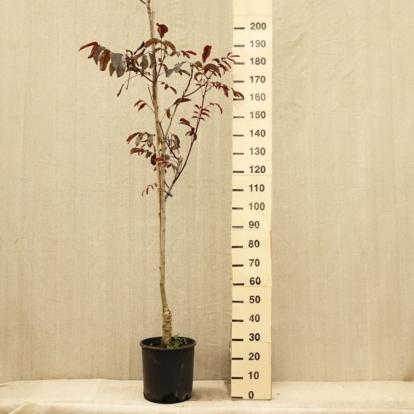 Esimerkki kesällä toimitetusta Noyer commun Purpurea - Juglans regia  Pot de 18L/20L, Baliveau-taimesta