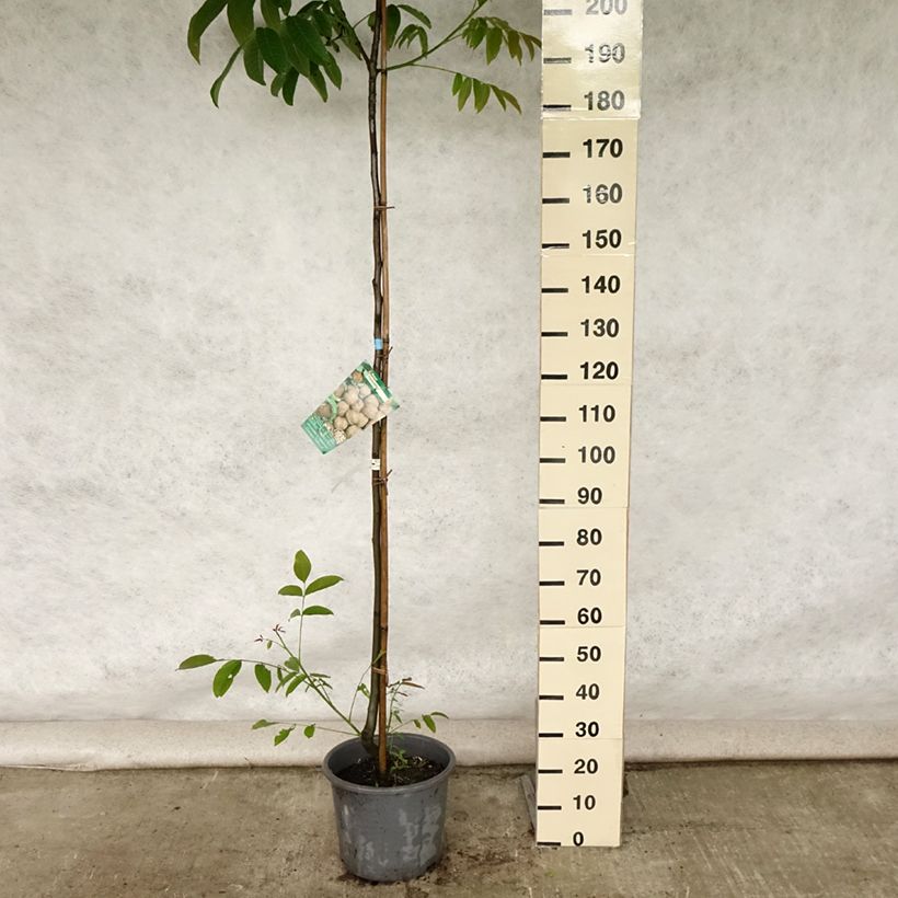 Esimerkki kesällä toimitetusta Noyer Parisienne - Noix de Grenoble Pot de 18L/20L, Baliveau-taimesta