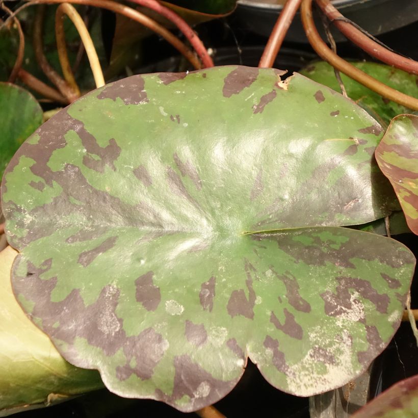 Lumme Alba Delicata (Lehvistö)