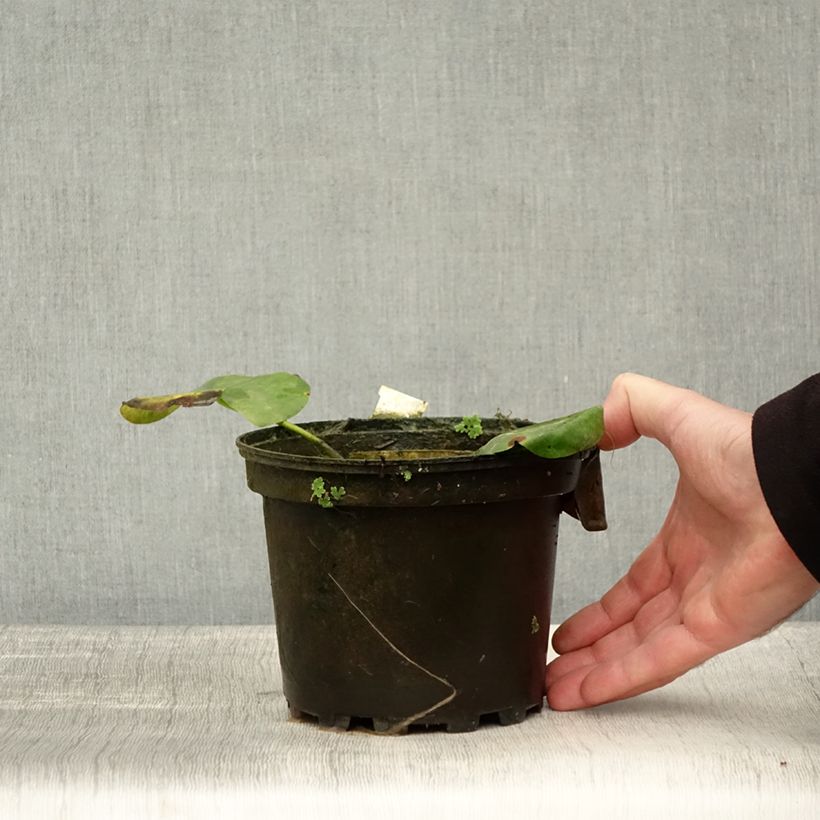 Esimerkki syksyllä toimitetusta Nymphaea Alba Delicata - Nénuphar blanc rustique Pot de 1,5L/2L-taimesta