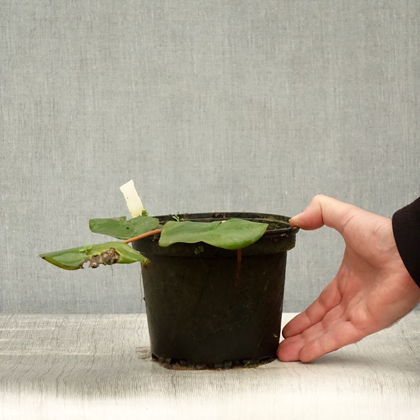 Esimerkki syksyllä toimitetusta Nymphaea Amabilis - Nénuphar rose rustique Pot de 1,5L/2L-taimesta