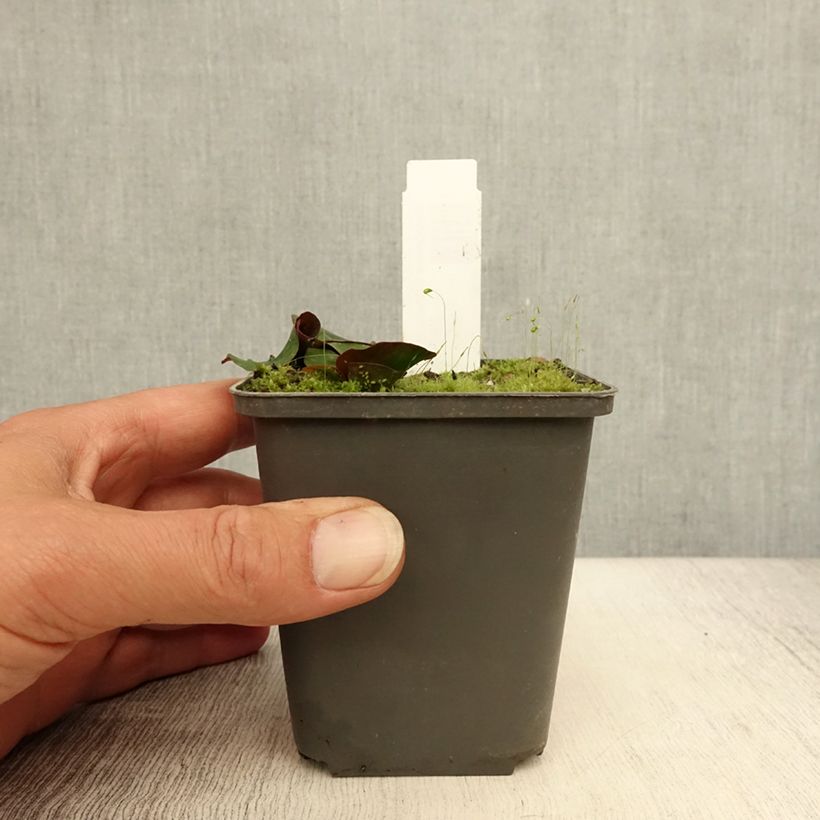 Esimerkki kesällä toimitetusta Lumme Attraction Taimiruukku 8/9 cm-taimesta