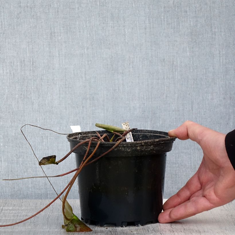 Esimerkki keväällä toimitetusta Nymphaea Barbara Davies - Nénuphar rustique Pot de 1,5L/2L-taimesta