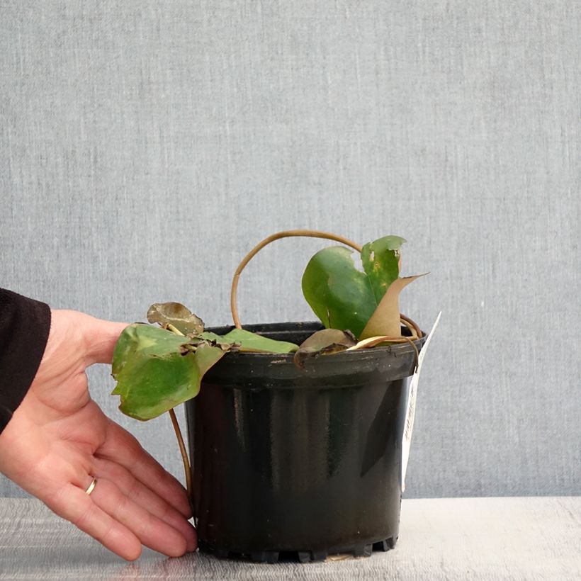 Esimerkki keväällä toimitetusta Nymphaea Bateau - Nénuphar rustique rouge Pot de 1,5L/2L-taimesta