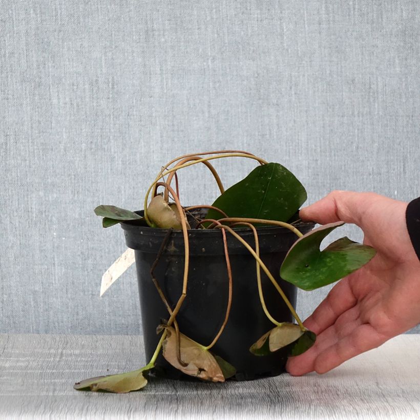 Esimerkki keväällä toimitetusta Nymphaea Berthold - Nénuphar rose, nain rustique Pot de 1,5L/2L-taimesta