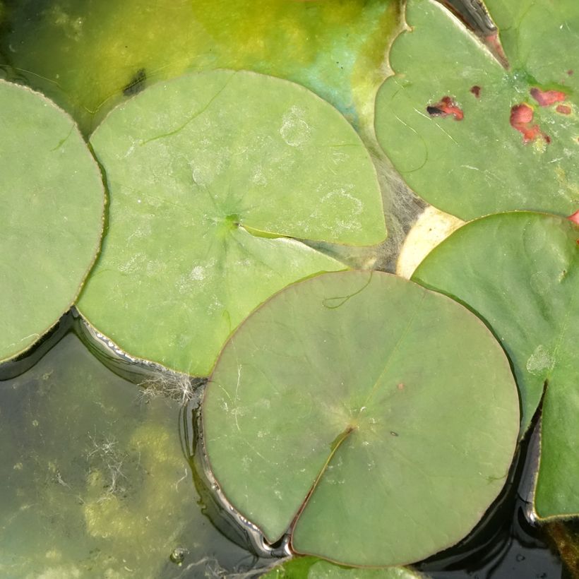Lumme Burgundy Princess (Lehvistö)