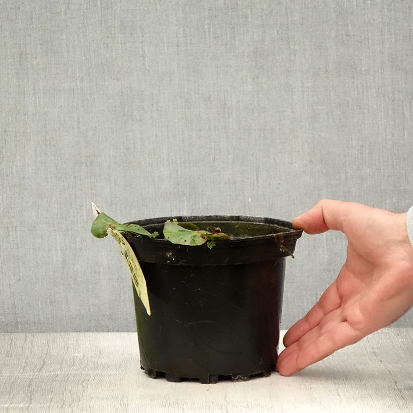 Esimerkki kesällä toimitetusta Nymphaea candida - Nénuphar luisant Pot de 1,5L/2L-taimesta