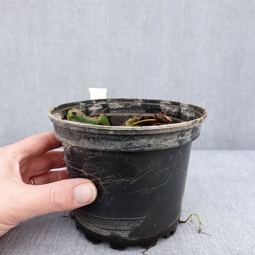 Esimerkki talvella toimitetusta Pohjanlumme - Nymphaea candida 1,5 litran / 2 litran kannu-taimesta