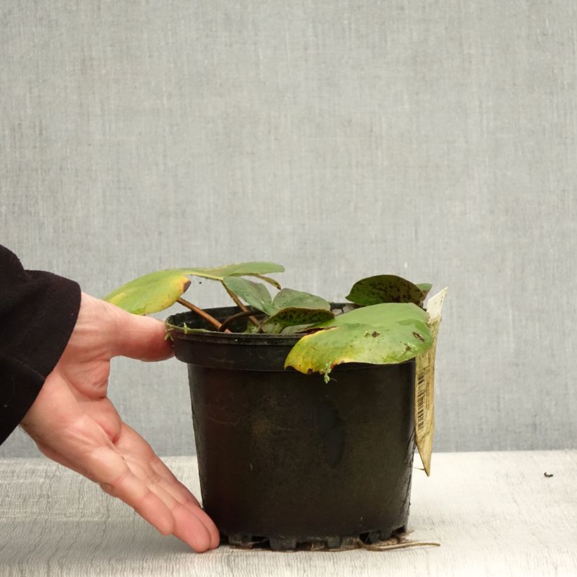 Esimerkki syksyllä toimitetusta Nymphaea Carolina Sunset - Nénuphar rustique, jaune et pêche cuivré Pot de 1,5L/2L-taimesta