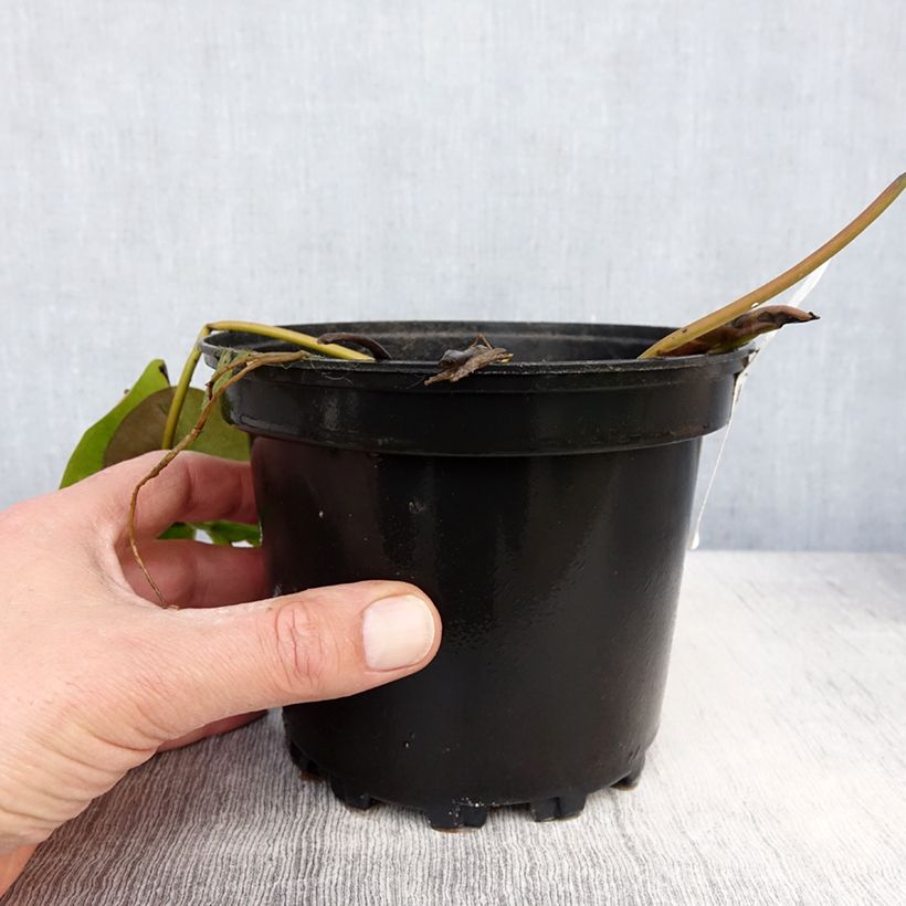 Esimerkki keväällä toimitetusta Nymphaea Celebration - Nénuphar rustique rose fuchsia Pot de 1,5L/2L-taimesta