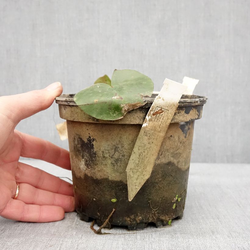 Esimerkki talvella toimitetusta Nymphaea Charlene Strawn - Nénuphar rustique parfumé Pot de 1,5L/2L-taimesta