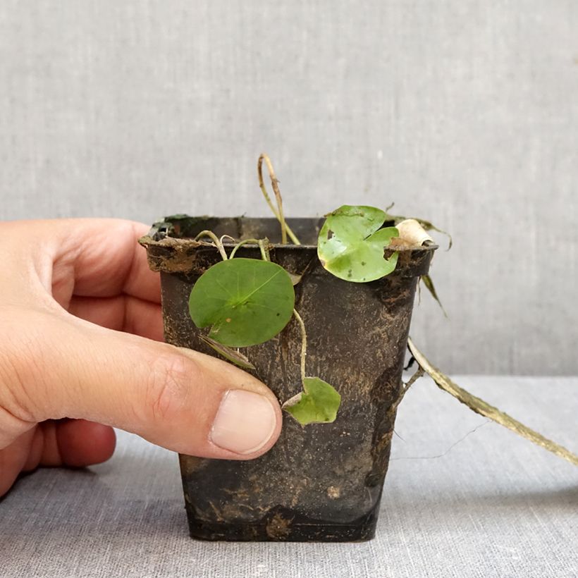 Esimerkki syksyllä toimitetusta Lumme - Nymphaea colorata 1,5 litran / 2 litran kannu-taimesta