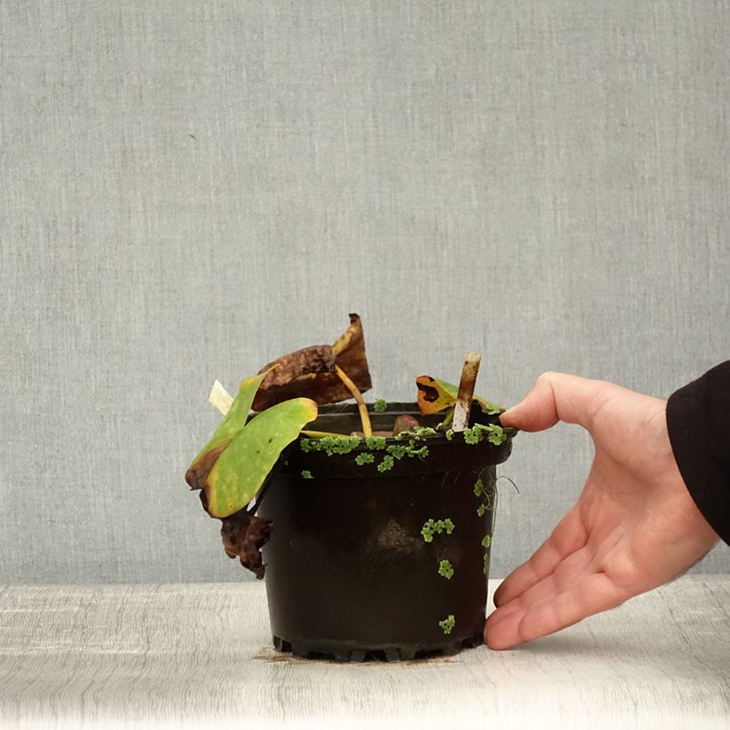 Esimerkki syksyllä toimitetusta Nymphaea Conqueror - Nénuphar rustique rouge Pot de 1,5L/2L-taimesta