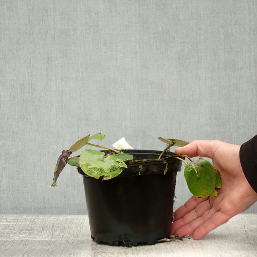 Esimerkki syksyllä toimitetusta Nymphaea Cynthia Ann - Nénuphar rustique cuivré Pot de 1,5L/2L-taimesta