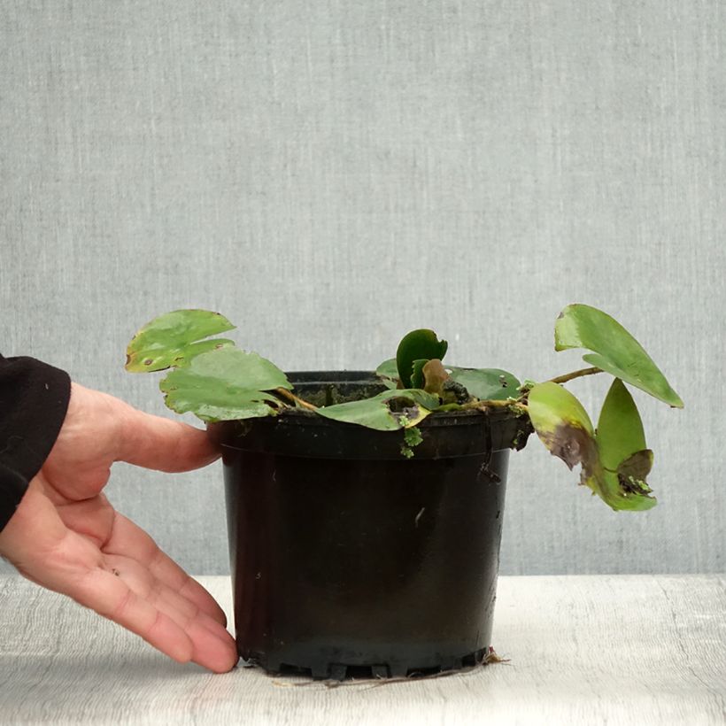 Esimerkki syksyllä toimitetusta Nymphaea Dahlia - Nénuphar rustique rose double Pot de 1,5L/2L-taimesta