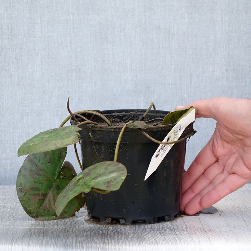 Esimerkki keväällä toimitetusta Nymphaea Darwin - Nénuphar rustique rose Pot de 1,5L/2L-taimesta