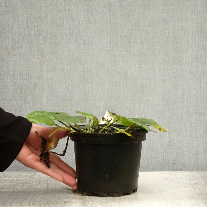 Esimerkki syksyllä toimitetusta Nymphaea Denver - Nénuphar rustique fleurs doubles ivoire Pot de 1,5L/2L-taimesta