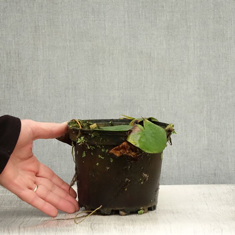 Esimerkki syksyllä toimitetusta Nymphaea Ellisiana - Nénuphar rustique rouge Pot de 1,5L/2L-taimesta