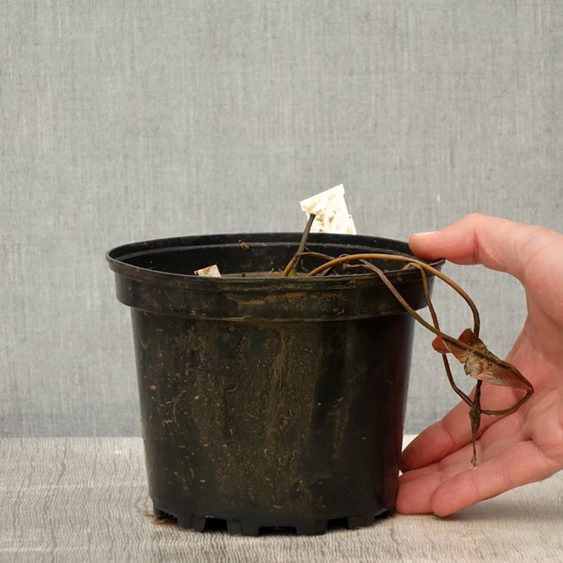 Esimerkki keväällä toimitetusta Nymphaea Eros - Nénuphar rustique rose soutenu Pot de 1,5L/2L-taimesta