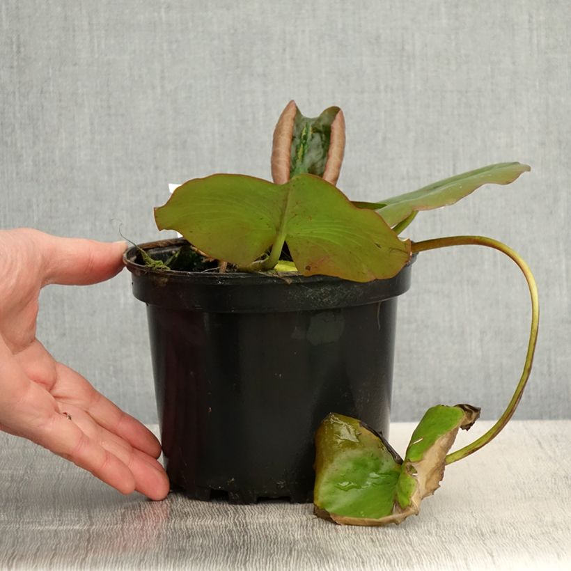 Esimerkki keväällä toimitetusta Nymphaea Escarboucle - Nénuphar rustique rouge Pot de 1,5L/2L-taimesta