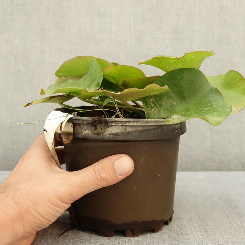 Esimerkki kesällä toimitetusta Lumme Escarboucle 1,5 litran / 2 litran kannu-taimesta
