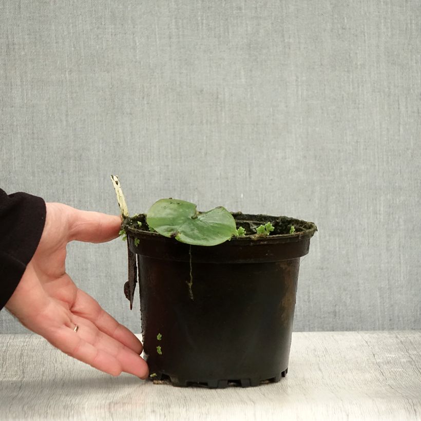 Esimerkki syksyllä toimitetusta Nymphaea Eugenia de Lande - Nénuphar rustique rose tendre Pot de 1,5L/2L-taimesta