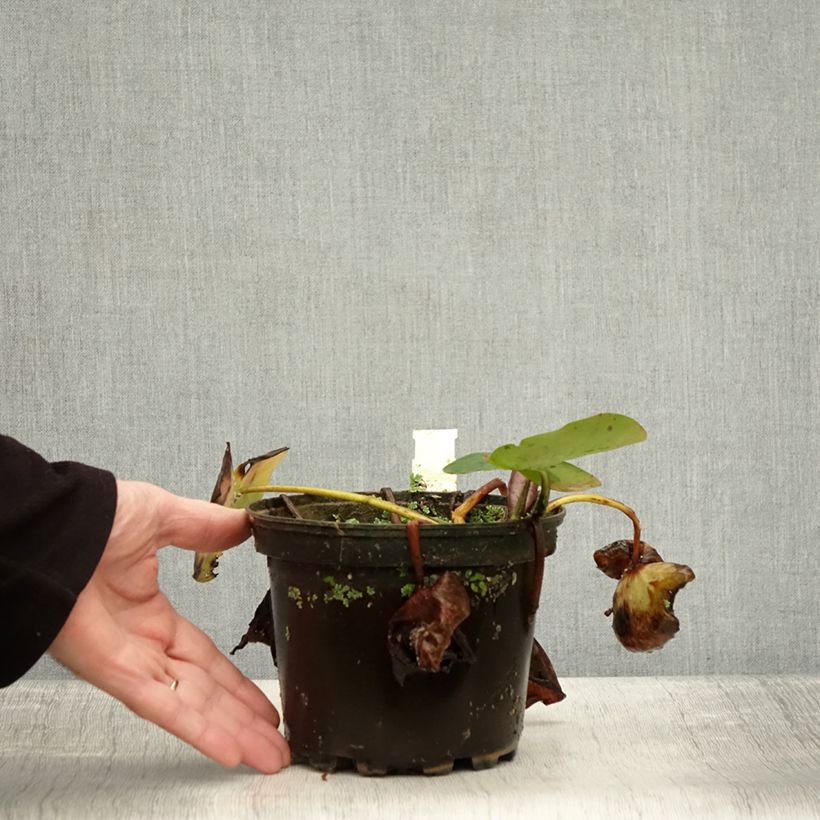 Esimerkki syksyllä toimitetusta Nymphaea Evelyn Stetson - Nénuphar rustique blanc Pot de 1,5L/2L-taimesta