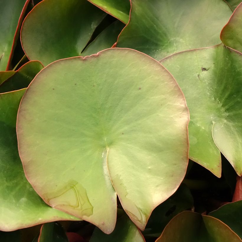 Punalumme Froebelii (Lehvistö)