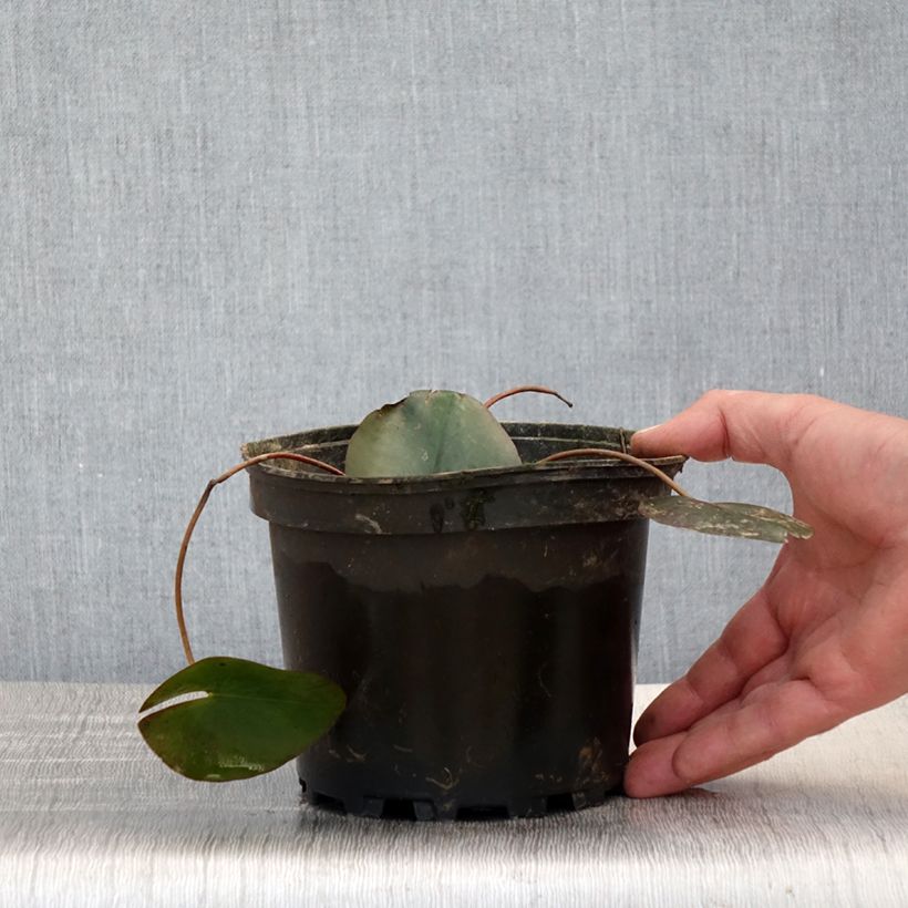 Esimerkki keväällä toimitetusta Nymphaea Froebelii - Nénuphar nain rustique Pot de 1,5L/2L-taimesta