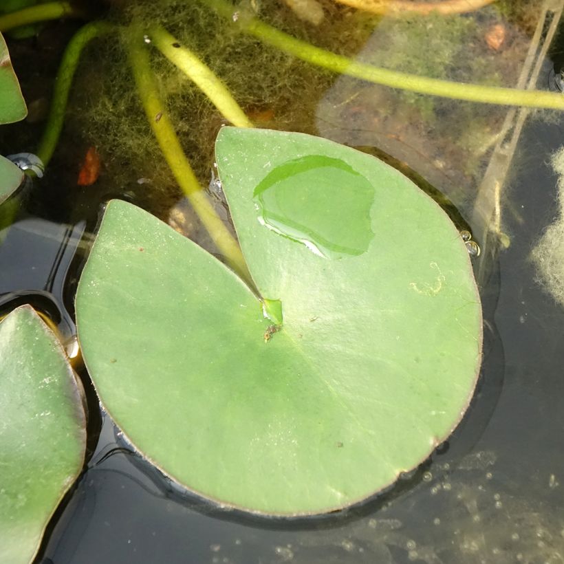 Lumme Gladstoniana (Lehvistö)
