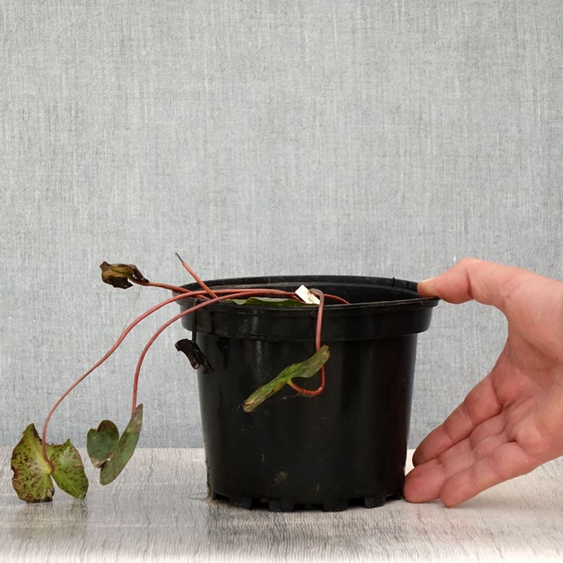 Esimerkki keväällä toimitetusta Nymphaea Graziella - Nénuphar nain rustique Pot de 1,5L/2L-taimesta