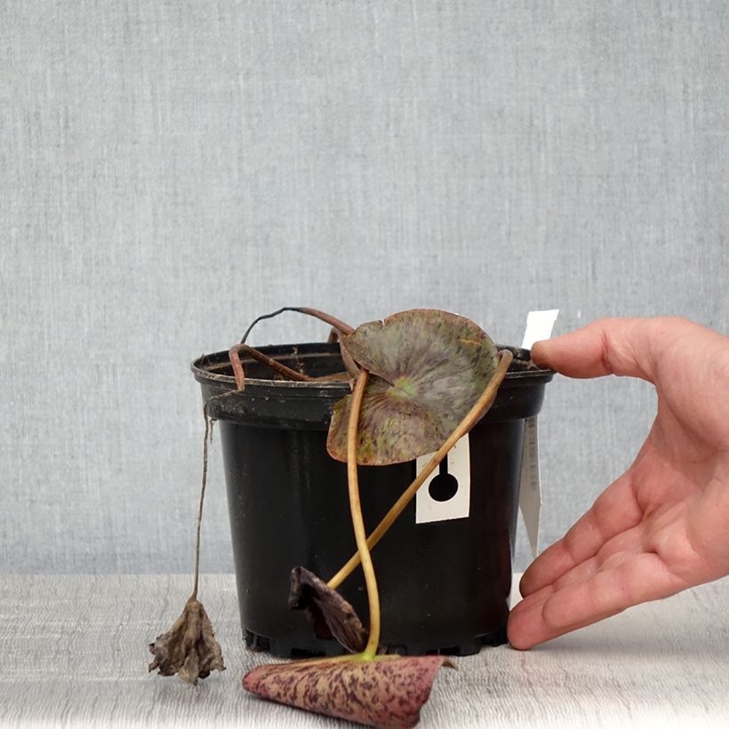 Esimerkki keväällä toimitetusta Nymphaea Gregg's Orange Beauty - Nénuphar rustique bicolore Pot de 1,5L/2L-taimesta