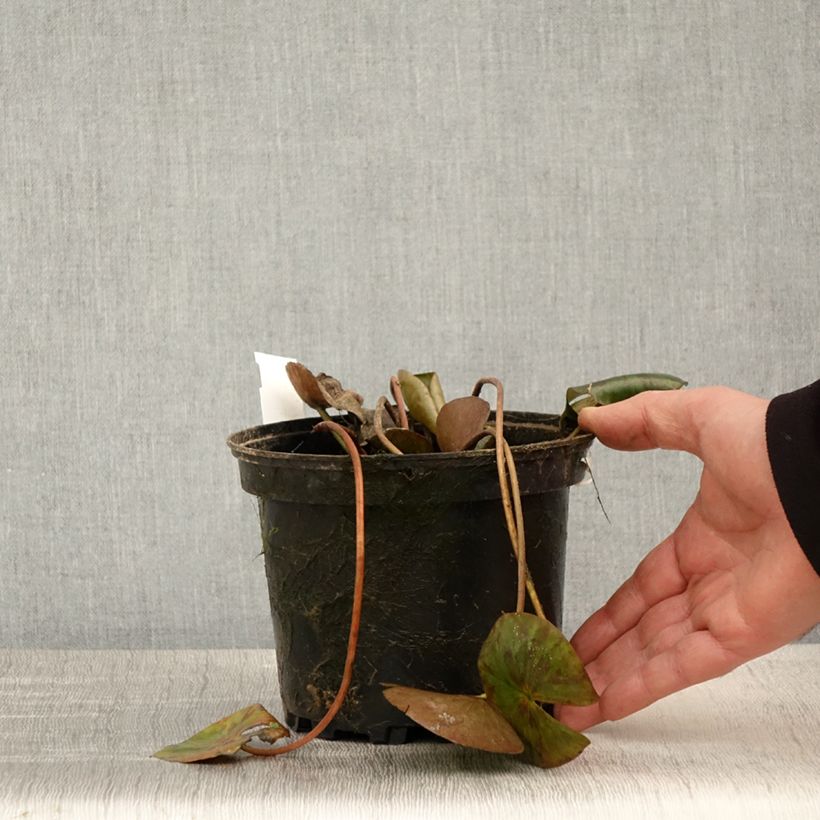 Esimerkki keväällä toimitetusta Nymphaea Gypsy - Nénuphar nain rustique rouge Pot de 1,5L/2L-taimesta