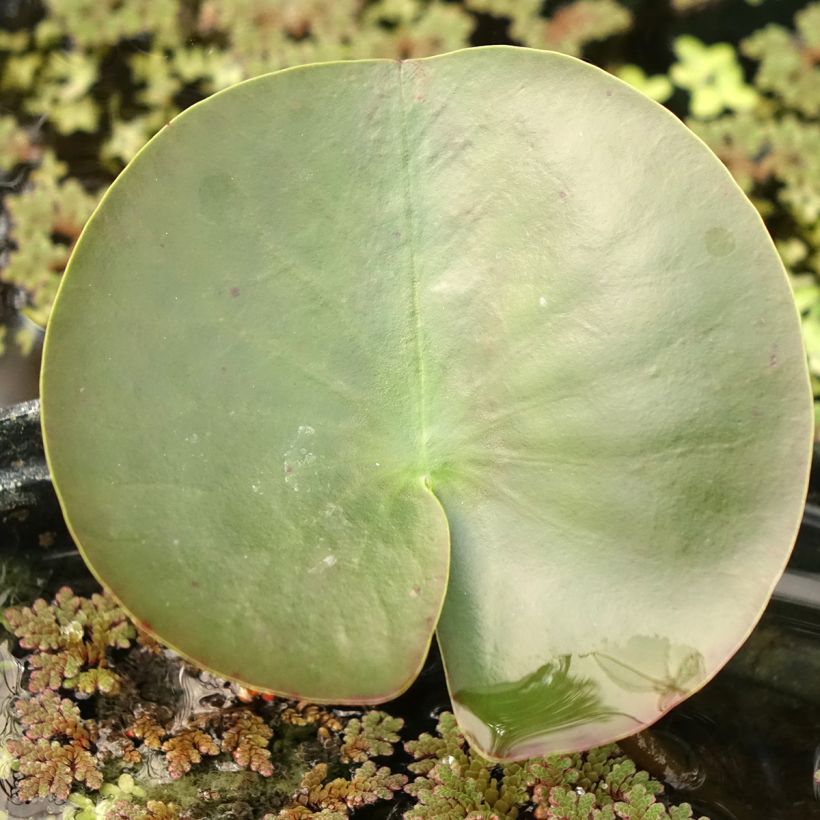 Lumme Hermine (Lehvistö)